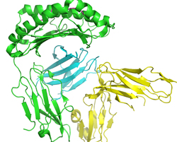 Crystal structure of the interaction between leukocyte immunoglobulin like receptor B1 (LILRB1, ILT2) and HLA-A2 molecule (provided by Dr. Eric Sundberg) (green=HLA-A2, cyan=Beta2m, magenta=peptide, yellow=ILT2)